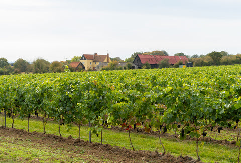 The Vineyard